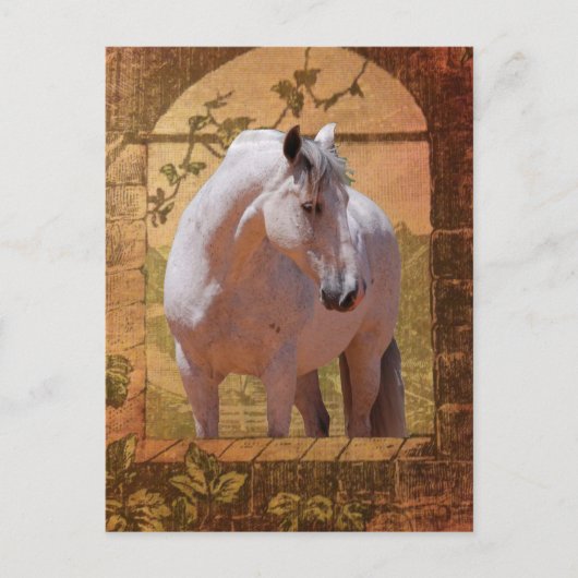 MORISCO IM FENSTER POSTKARTE (Vorderseite)