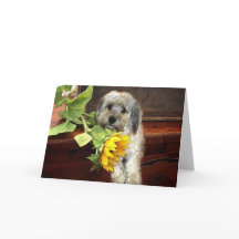 Morkie Grußkarte