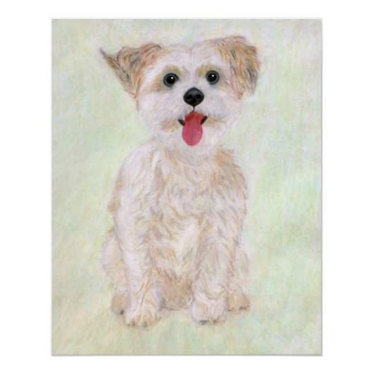 Morkie Hund Glänzendes Poster (Vorderseite)