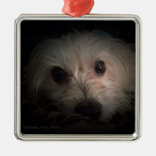 Morkie Hundewelpen-niedliche Rettungs-Verzierung Silbernes Ornament