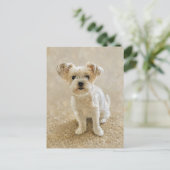 Morkie Liebe Postkarte (Stehend Vorderseite)