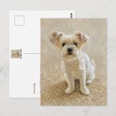 Morkie Liebe Postkarte (Vorne/Hinten)