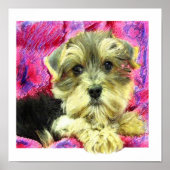Morkie Poster (Vorne)
