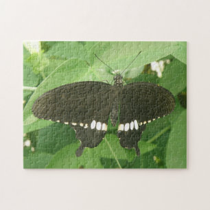 Mormon Butterfly Puzzle