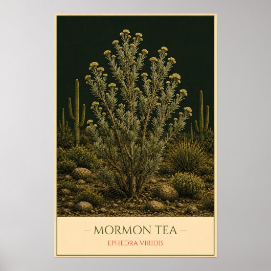 Mormon Tea – Botanische Vintage-Illustration Poster (Vorne)