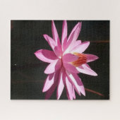 Morning Calm: Pink Lotus in Soft Natural Light Puzzle (Horizontal)