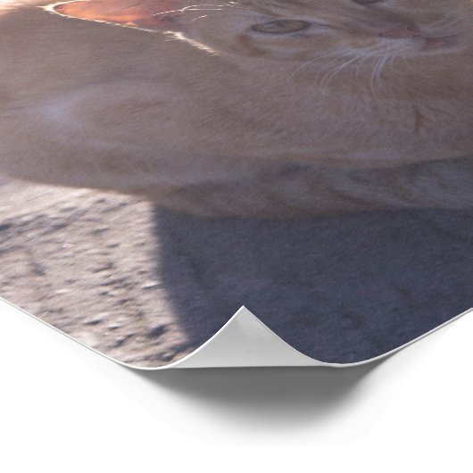 Morning Cat Poster (Ecke)