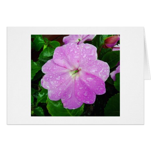 Morning Dew (Vorderseite (Horizontal))