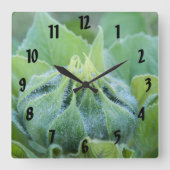 Morning Dew bedeckte Sonnenblume Bud Nah-up Foto Quadratische Wanduhr (Vorderseite)