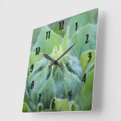 Morning Dew bedeckte Sonnenblume Bud Nah-up Foto Quadratische Wanduhr (Winkel)