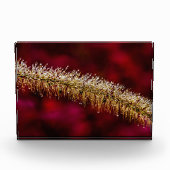 Morning Dew Fotoblock (Vorderseite)