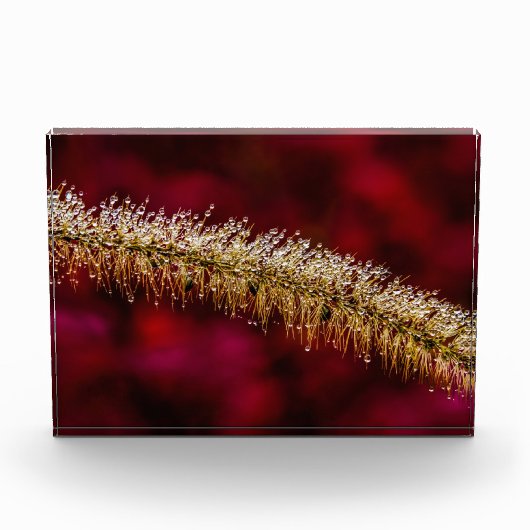 Morning Dew Fotoblock (Vorderseite)