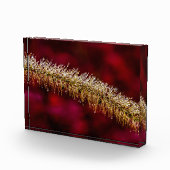 Morning Dew Fotoblock (Rechts)