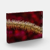 Morning Dew Fotoblock (Links)