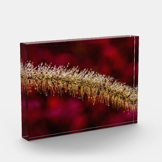 Morning Dew Fotoblock (Links)