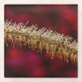 Morning Dew Glasuntersetzer (Vorderseite)