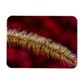 Morning Dew Magnet (Horizontal)