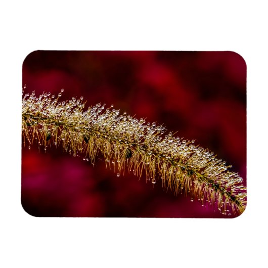 Morning Dew Magnet (Horizontal)