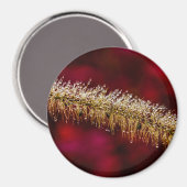 Morning Dew Magnet (Vorderseite/Rückseite)