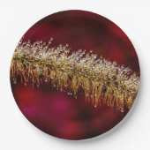 Morning Dew Pappteller (Vorderseite)