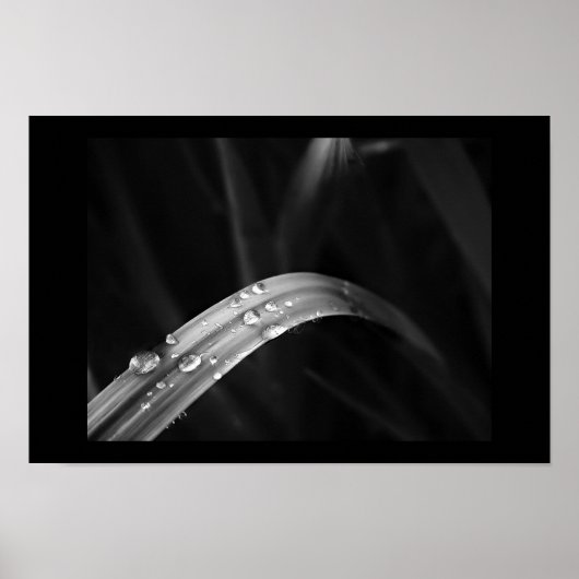 Morning Dew Poster (Vorne)