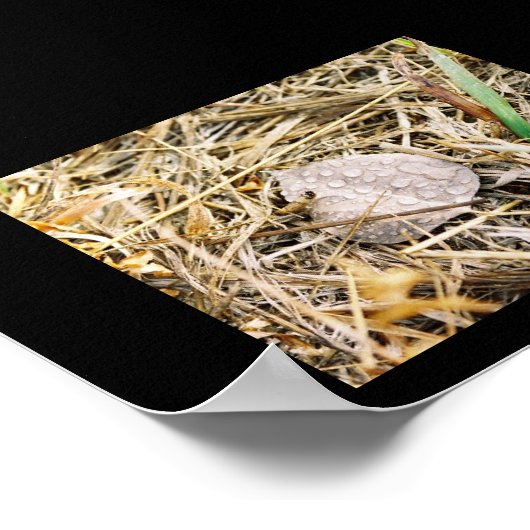 Morning Dew Poster (Ecke)