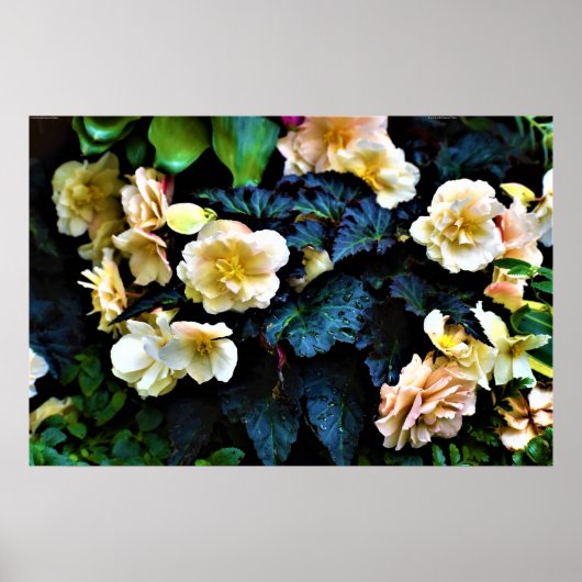 Morning Dew, Poster (Vorne)