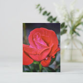 Morning Dew Postkarte (Stehend Vorderseite)