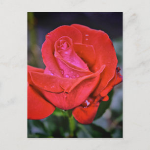 Morning Dew Postkarte