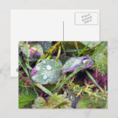 Morning Dew Postkarte (Vorne/Hinten)