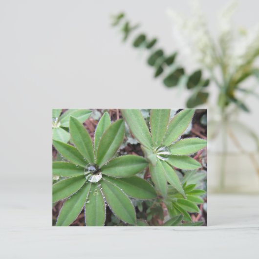 Morning Dew Series Postkarte (Stehend Vorderseite)