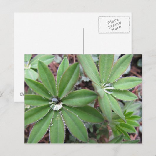 Morning Dew Series Postkarte (Vorne/Hinten)