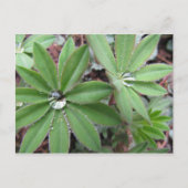 Morning Dew Series Postkarte (Vorderseite)