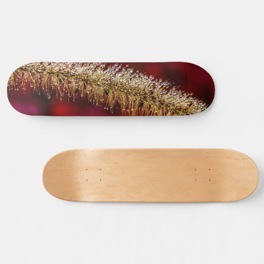 Morning Dew Skateboard (Horizontal)