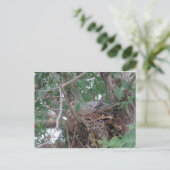 Morning Dove Nesting Postkarte (Stehend Vorderseite)