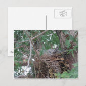 Morning Dove Nesting Postkarte (Vorne/Hinten)