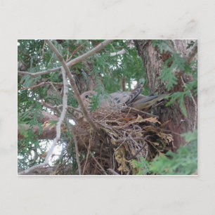 Morning Dove Nesting Postkarte