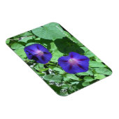 Morning Glories Flexi Magnet (Rechte Seite)