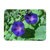 Morning Glories Flexi Magnet (Horizontal)