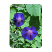 Morning Glories Flexi Magnet (Vertikal)