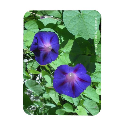 Morning Glories Flexi Magnet (Vertikal)