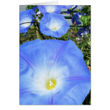 "Morning Glories II"