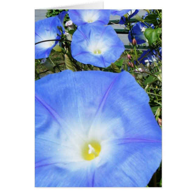 "Morning Glories II" (Vorne)