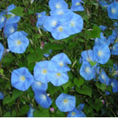 Morning Glories! Kaffeetasse