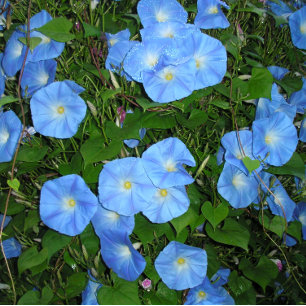 Morning Glories! Kissen