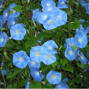 Morning Glories Kugelschreiber