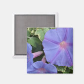 Morning Glories Magnet (Vorderseite/Rückseite)