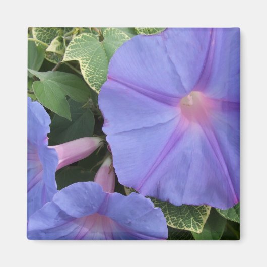 Morning Glories Magnet (Vorne)
