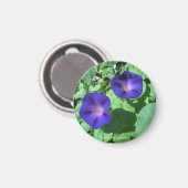 Morning Glories Magnet (Vorderseite/Rückseite)