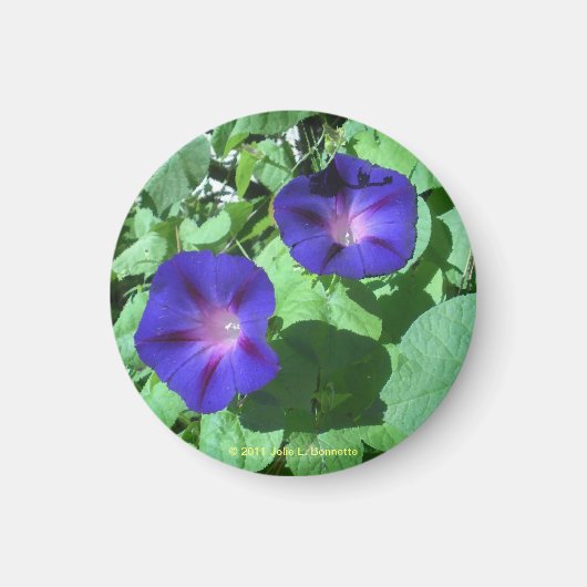 Morning Glories Magnet (Vorne)